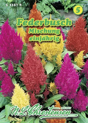 Produktbild von Federbusch Mischung | Blumensamenmischung von N.L. Chrestensen