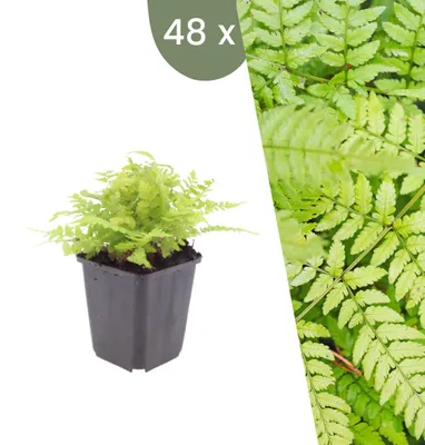 Produktbild von Plants by Frank | 48 Gewöhnlicher Wurmfarn Pflanzen | Dryopteris Filix-mas | Farne | Winterhart | Schattenpflanzen | Gartenpflanzen