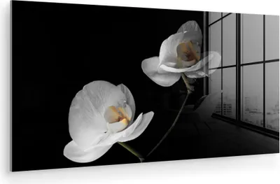 Produktbild von MuchoWow Glasbilder - Bilder auf Wandbild - Foto auf Glas Orchidee - Blumen - Schwarz - Weiß - Stilleben 120x60 cm Wanddekoration aus Glas - Acrylglasbild - Acrylbilder - Acrylbild