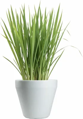 Image de HowHomely | Pot de fleurs - Pot pour plantes - blanc - L39xH35 cm - Cache-pot - Bac à fleurs - Décoratif
