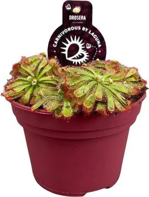 Immagine prodotto di Drosera Aliciae (Drosera di Alicia) Ø12 cm Piante carnivore da appartamento Cattura insetti