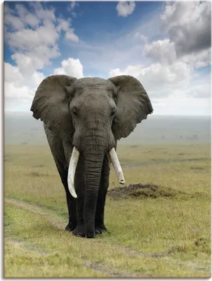 Produktbild von ARTland Leinwandbild Elefant Größe: 60x80 cm