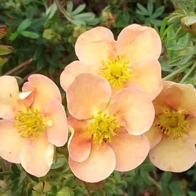 Obrázok produktu pre 2 x  kvetináč  - Potentilla fruticosa 'Daydawn'  | 25-30 cm v kontajneri