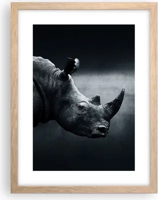 Produktbild von Gerahmtes Poster - Rahmen in heller Eiche - Nashorn Schwarzweiß Porträt - 30x40 cm - Wand Bild - Wanddeko - Wandbilder - Wandposter - Bilderrahmen - Bilder - Kunstdruck - Wandbild - P2NPA30x40-4347