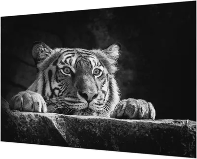 Produktbild von Wandtapete - Dekorative Tapete für Wohnzimmer - Tapetenfolie für Wanddekoration - 152x104 cm - Raubtierblick