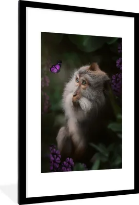 Produktbild von MuchoWow® MuchoWow® Gerahmtes Poster Affe - Dschungel - Schmetterling - Pflanzen 60x90 cm - Poster mit zchwarzem Bilderrahmen - Dekoration - Wandposter Wohnzimmer - Hochwertig