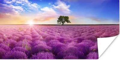 Produktbild von MuchoWow® Poster Lavendel - Baum - Sonnenuntergang - Lila 40x20 cm - Poster für die Wand - Poster Schlafzimmer
