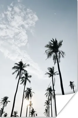 Produktbild von MuchoWow® Poster Palmen - Sommer - Tropisch 120x180 cm - Kunstposter