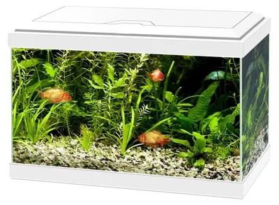 Productafbeelding van Ciano Aqua 20 LED | 17L | 40 x 20 x 26CM Wit Aquarium Geleverd met kap, verlichting en filter
