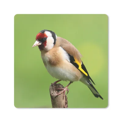 Produktbild von MuchoWow® Mauspad Mousepad Ein Putter sitzt auf einer Holzstange 30x30 cm - Mousepads - Maus Mat - Pad - Mausunterlage - Gaming