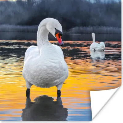 Produktbild von MuchoWow® Poster Schwan - Vogel - Sonnenuntergang - Wasser 50x50 cm - Wohnzimmerdekoration