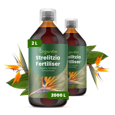 Zdjęcie produktu dla Strelicja Nawóz Płynny 2x1 L – 2-1-8 NPK – Do Strelície – Podporuje Silne Korzenie i Stabilny Wzrost – Organifer