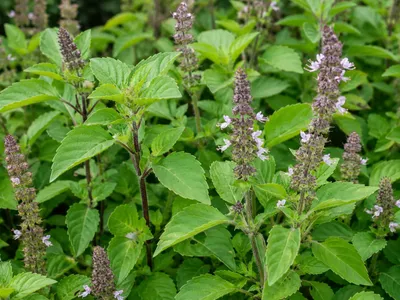 Produktbild von SaatPilot Ocimum tenuiflorum 2000 Samen Tulsi