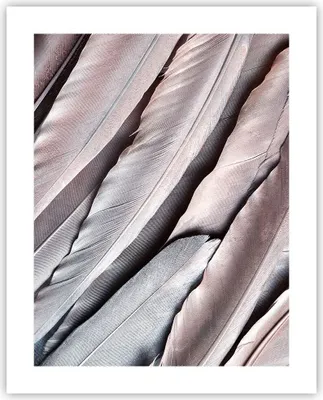 Produktbild von Poster - Poster ohne Rahmen - Federn Flügel Feder - 40x50 cm - Wand Bild - Wanddeko - Wandbilder - Kunstposter - Wandposter - Bilder - Kunstdruck - Wanddekoration - Wandbild - P2XPA40x50-5114