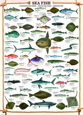 Produktbild von Educational Sea Fish - Seefische Bildung Lernposter Druck