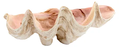 Produktbild von Light & Living Dekorationsobjekt Muschell Shell Taupe Koralle (41x25cm)