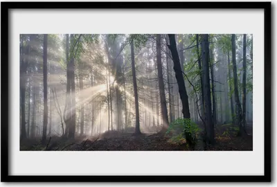 Produktbild von Bild 60x40 MDF-Rahmen Wandkunst Natur Wald Bäume