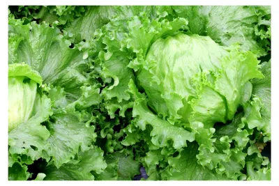 Produktbild von Eisbergsalat Great Lakes Salatsamen