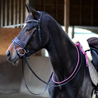 Zdjęcie produktu dla EQuest Balance Reins Pro, różowy / czarny - 80 cm - ułatwiają koniowi znalezienie równowagi