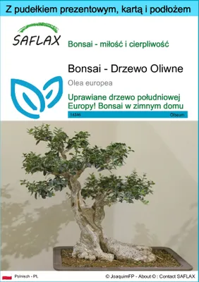 Zdjęcie produktu dla SAFLAX - Zestaw prezentowy - Bonsai - Drzewo Oliwne - 20 Nasiona - Z pudełkiem upominkowym, etykietą wysyłkową, kartą podarunkową i podłożem uprawowym - Olea europea