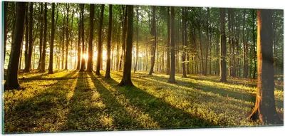 Produktbild von Bilder auf glas - Wald grün Sonnenstrahlen Natur - 100x40cm - Glasbilder - Wandbilder - Kunstdruck - zum Aufhängen bereit - Wanddekoration aus Glas - Glas Bilder - Wandbild auf Glas - GAB100x40-2510