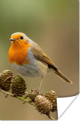 Produktbild von MuchoWow® Poster Vogel - Rotkehlchen - Tannenzapfen - Zweig - Herbst 80x120 cm - Papierdruck