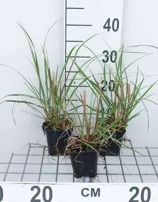 Obrázek produktu pro 6 x Pennisetum alop. 'Japonicum' - Světlomilná tráva - Topf 9 x 9 cm