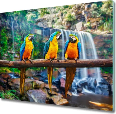 Produktbild von Glas Herdabdeckplatte 60x52 cm Spritzschutz Glasabdeckplatte Schneidebrett Papageien auf Ast