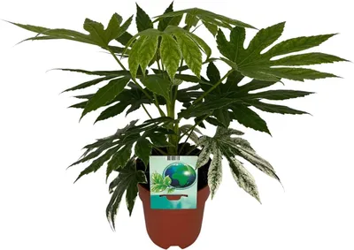 Immagine prodotto di Bianca - Fatsia Japonica Variegata Spiderweb - Pianta da appartamento - Ø19cm