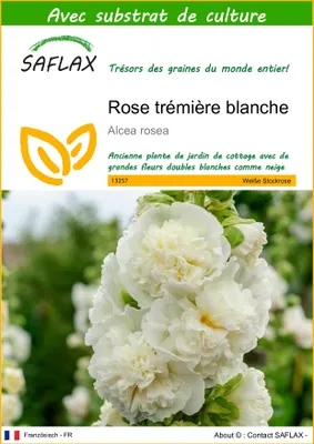 Image de SAFLAX - Rose trémière blanche - 100 graines - Avec substrat - Alcea