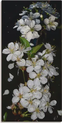 Produktbild von ARTland Leinwandbild Baumblüte Größe: 75x150 cm