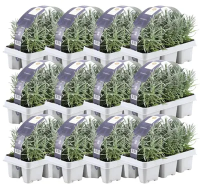 Image de Plants by Frank | 72 Plantes de lavande vraie | Lavandula angustifolia | Couvre-sol rustique | Vivaces rustiques | Plantes de jardin