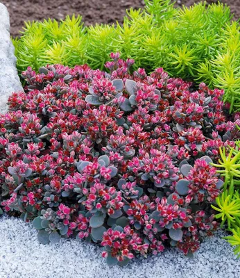 Produktbild von BALDUR Garten 6x Sedum Sun Sparkler® Sedoro Blue Elf, je im 9x9 cm-Topf, Fetthenne, Fettblatt, winterharte Staude, trockenresistent, mehrjährig, blühende Pflanze, karminrote Blüten