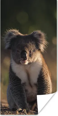 Produktbild von MuchoWow® Poster Koala - Sonne - Tier - Kinder - Jungen - Mädchen 20x40 cm - Plakat - Foto