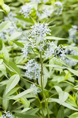 Produktbild von Amsonia tabernaemontana, Blaustern, ca. 9x9 cm Topf, blau blühend