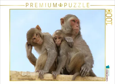 Produktbild von CALVENDO Puzzle Makaken Indien | 1000 Teile Lege-Größe 64x48cm Foto-Puzzle für glückliche Stunden