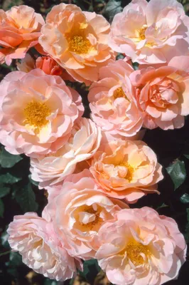 Produktbild von Rosa 'Marie Curie', Edelrose, apricot, 5-7,5 Liter Container