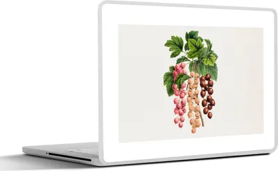 Produktbild von MuchoWow® Laptop Aufkleber Sticker Cover Lebensmittel - Beeren - Pflanze 30x22 cm - Laptop-Sticker