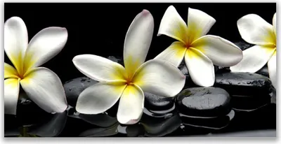 Imagen del producto de Cuadros decorativos para pared, tipo lienzo, de 120x60 cm, con motivos florales, piedras y plantas