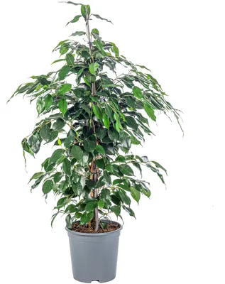 Produktbild von Birkenfeige - pflegeleichte Zimmerpflanze, Ficus benjamini - Höhe ca. 100 cm, Topf-Ø 21 cm