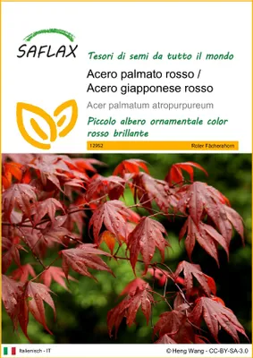 Immagine prodotto di SAFLAX  - Acero palmato rosso / Acero giapponese rosso  - 20 semi - Acer