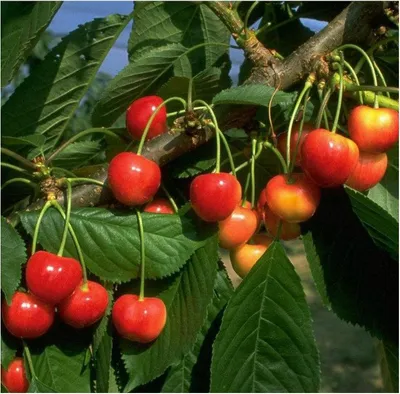 Produktbild von Büttners Rote Knorpelkirsche sehr platzfest Kirschbaum Halbstamm 150-170 cm 10 Liter Topf F12/1