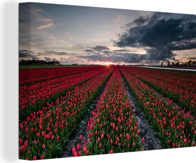 Obrázek produktu pro OneMillionCanvasses® - Obrazy na plátně - 140x90 cm, Pole červených tulipánů na severovýchodě Nizozemska, Nástěnné umění tisk Nástěnná dekorace - Fotografie na plátně - Malba na plátně