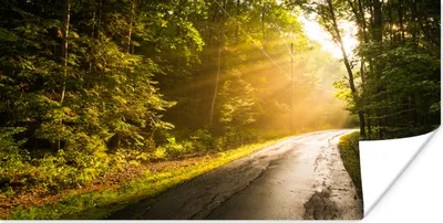Produktbild von MuchoWow® Poster Licht - Straße - Baum 150x75 cm - ohne Rahmen