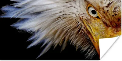 Produktbild von MuchoWow® Poster Vogel - Auge - Schnabel 40x20 cm