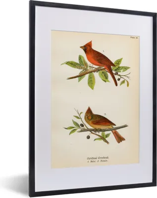 Produktbild von MuchoWow® MuchoWow® Gerahmtes Poster Antiker Vogeldruck Vögel 30x40 cm - Poster mit zchwarzem Bilderrahmen - Wandposter Schlafzimmer