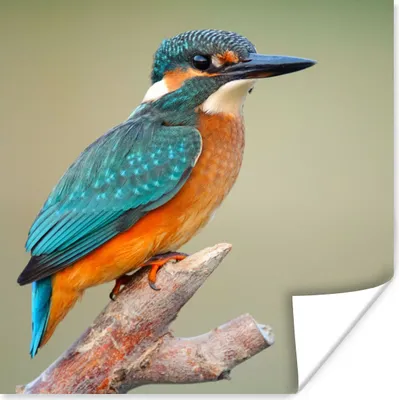 Produktbild von MuchoWow® Poster Vogel - Eisvogel - Zweig 30x30 cm - Wandposter - Printing