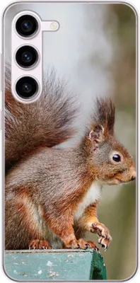 Produktbild von König Design Hülle kompatibel mit Samsung Galaxy S23 Plus Kunststoff Soft Handyhülle - Handy Case Eichhörnchen