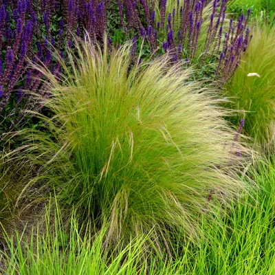 Produktbild von Bloomique - 3er Set - Stipa Tenuissima Pferdeschwänze - Federgras - Ziergras - Gartenpflanzen - Winterhart - Höhe 10-20cm - Topf 9x9cm
