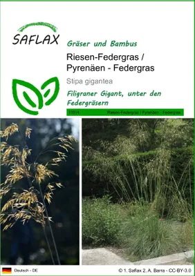 Produktbild von SAFLAX - Riesen-Federgras / Pyrenäen - Federgras - Stipa gigantea - 10 Samen